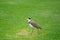 Masked Lapwing  Vanellus miles