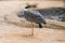 Masked lapwing Vanellus miles bird resting pond