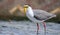Masked lapwing Vanellus miles, commonly known in Asia as derpy bird or durian faced bird