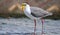 Masked lapwing Vanellus miles, commonly known in Asia as derpy bird or durian faced bird