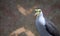 Masked lapwing Vanellus miles, commonly known in Asia as derpy bird or durian faced bird