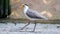 Masked lapwing Vanellus miles, commonly referred to as a plover and well known for its swooping defence of its nest