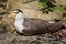 Masked lapwing (Vanellus miles miles).