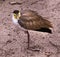 Masked Lapwing Vanellus miles, native to Australia