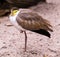 Masked Lapwing Vanellus miles, native to Australia