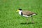 Masked Lapwing walking on Grass, Australia
