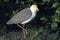 Masked Lapwings Vanellus miles