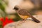 Masked Laughingthrush