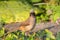 Masked Laughingthrush