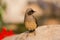 Masked Laughingthrush