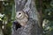 A masked owl