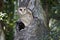 A masked owl