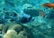 Masked puffer fish, scientific name is Arothron diadematus,