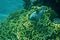 Masked puffer fish, scientific name is Arothron diadematus,