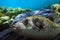 Masked pufferfish (Arothron diadematus) on the coral reef