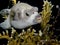 Masked Pufferfish at night - Red sea