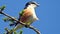 The masked shrike Lanius nubicus