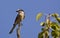 Masked Shrike (Lanius nubicus)