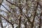 Masked shrike Lanius nubicus in acacia shrubs
