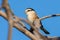 Masked Shrike (Lanius nubicus) female in a tree with blue sky background