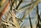 Masked shrike perched on palm leaves