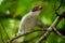 Masked tityra - Tityra semifasciata medium-sized passerine black and white bird with the red beak and eye, tyrant flycatcher