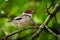 Masked tityra - Tityra semifasciata medium-sized passerine black and white bird with the red beak and eye, tyrant flycatcher