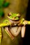 Masked tree frog