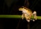 A masked tree frog on a branch