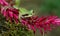 Masked Tree Frog in Costa Rica