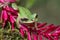 Masked Tree Frog in Costa Rica