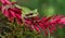 Masked Tree Frog in Costa Rica