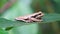 Masked Tree Frog, Smilisca phaeota Peched on a leaf Costa Rica.