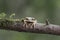 Masked Treefrog on branch