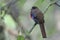 Masked Trogon Trogon Personatus