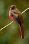 Masked Trogon, Trogon personatus, red and brown bird in the nature habitat, Bellavista, Ecuador