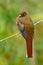 Masked Trogon, Trogon personatus, red and brown bird in the nature habitat, Bellavista, Ecuador. Bird in the green tropic forest.