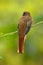 Masked Trogon, Trogon personatus, red and brown bird in the nature habitat, Bellavista, Ecuador. Bird in the green tropic forest.