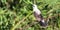 Masked water-tyrant bird standing on a metal cord in a forest, looking at trees and plants