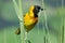 Masked weaver