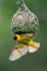 Masked Weaver