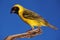 Masked Weaver