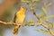 Masked Weaver - African Wild Bird Background - Posing Yellow