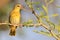 Masked Weaver - African Wild Bird Background - Potrait of Yellow