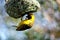 Masked Weaver Bird