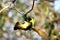 Masked Weaver Bird