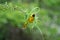 Masked weaver building nest