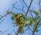 Masked-weaver building a nest during spring in southern Africa