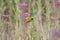 Masked Weaver on a flower stem