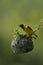 Masked weaver sitting on top of nest